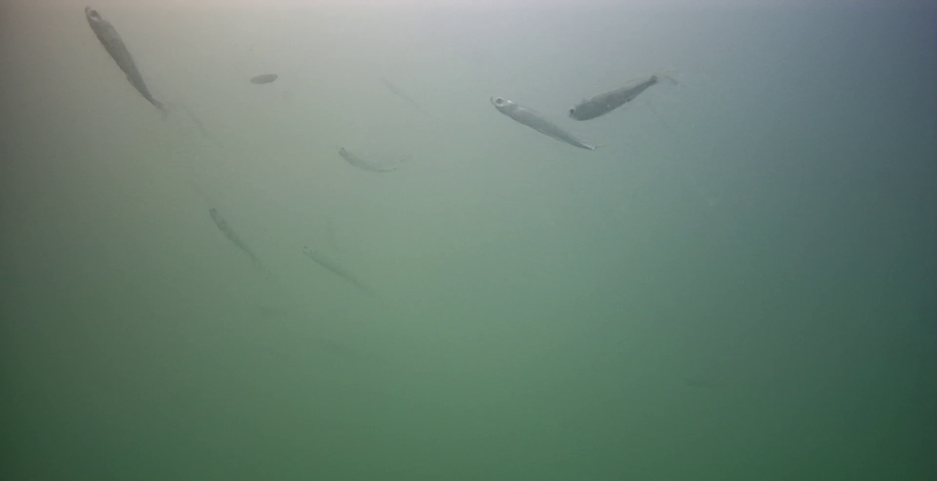 神明漁港　釣り　水中映像