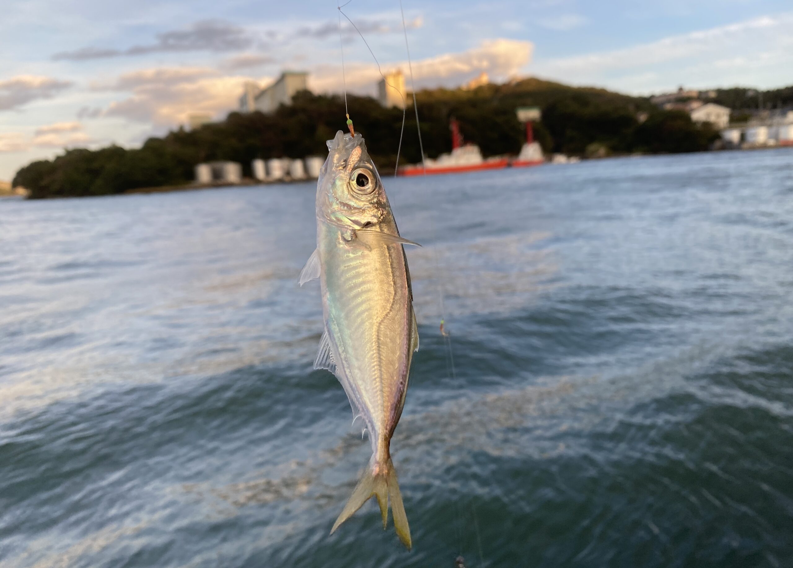 鳥羽フェリー乗り場　釣り