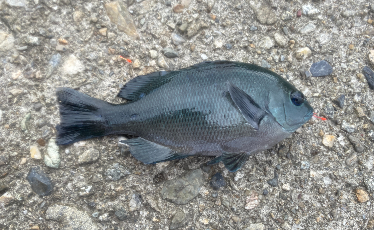 波切漁港　釣り