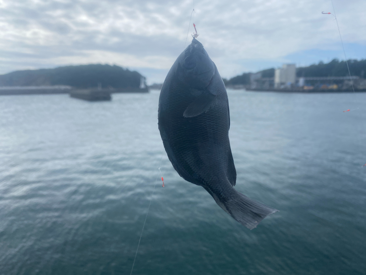 波切漁港　釣り