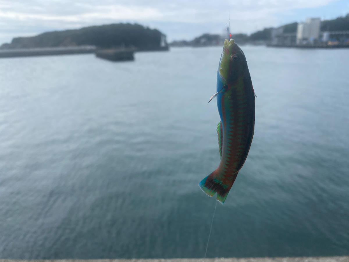 波切漁港　釣り
