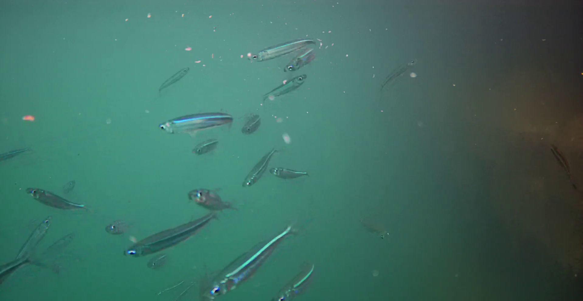 波切漁港　釣り　水中映像