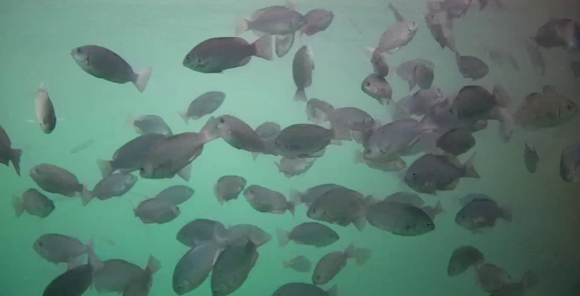 波切漁港　釣り　水中映像