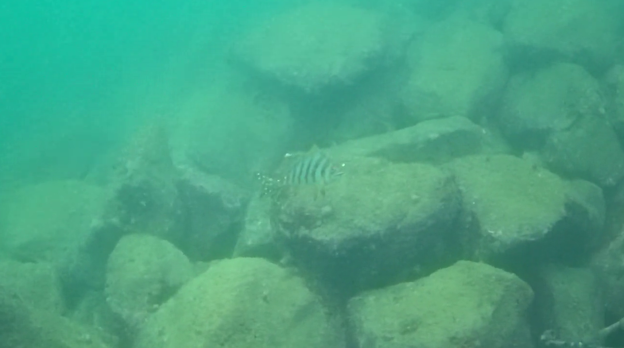波切漁港　釣り　水中映像