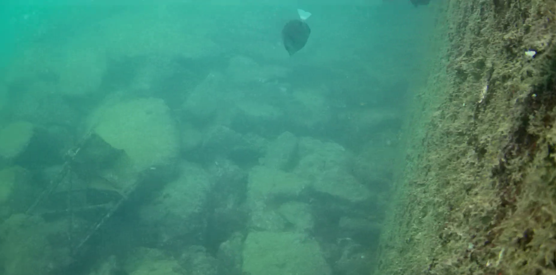 波切漁港　釣り　水中映像