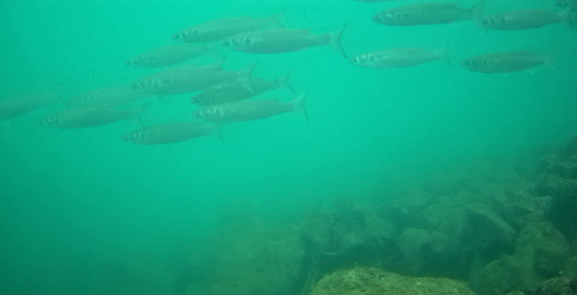 波切漁港　釣り　水中映像