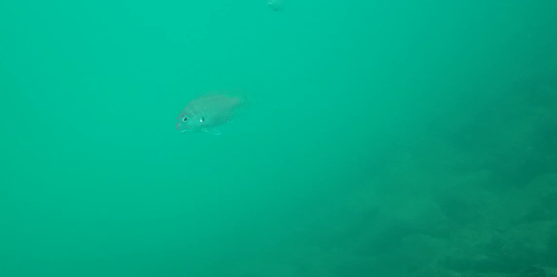 波切漁港　釣り　水中映像