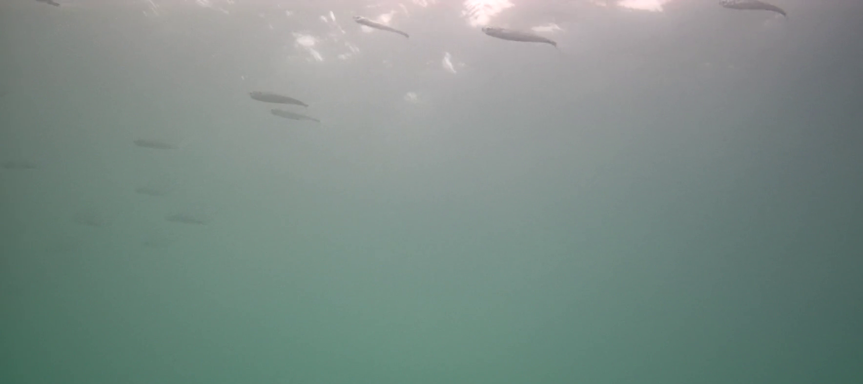 波切漁港　釣り　水中映像