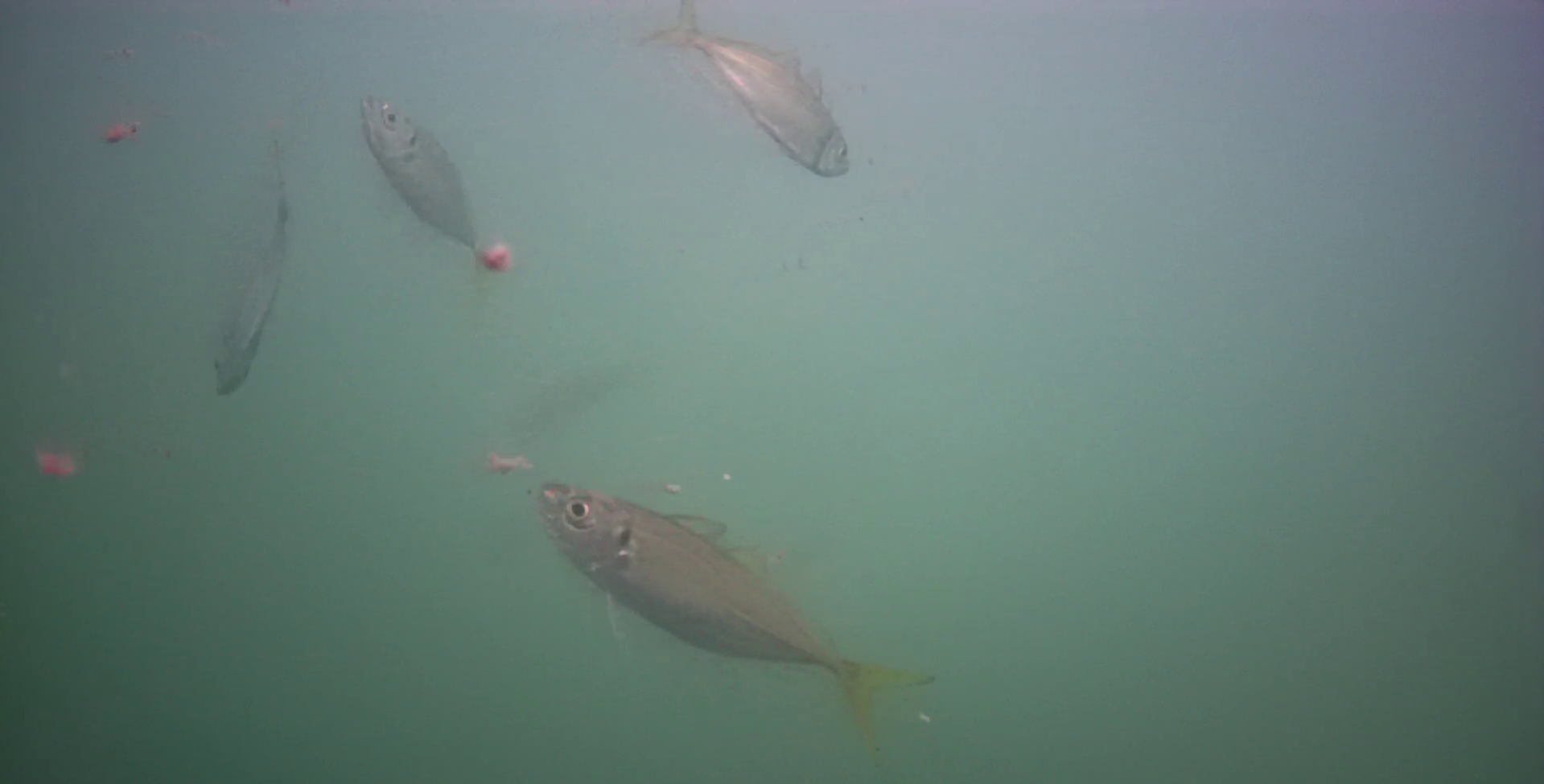 神明漁港 釣り 水中映像
