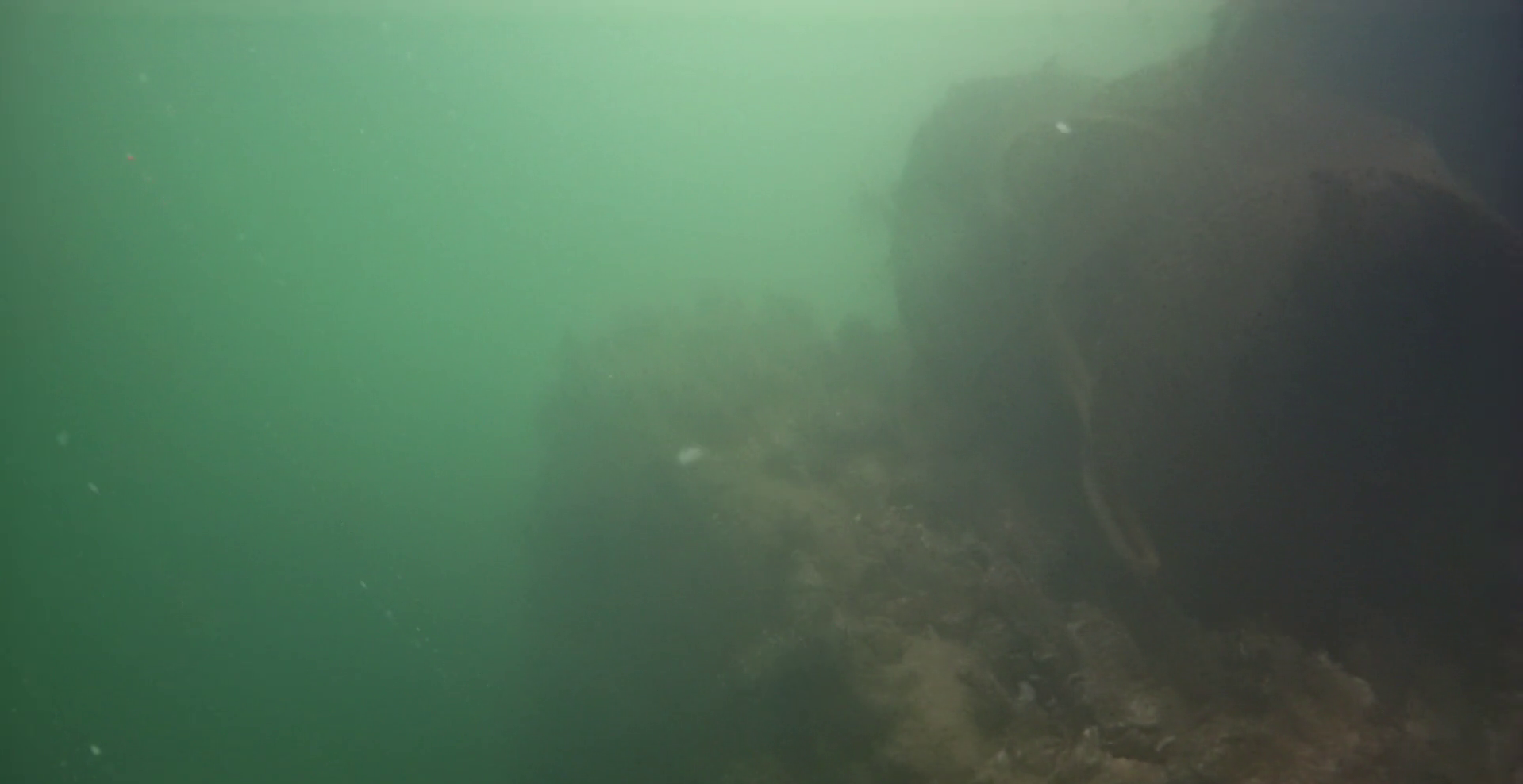 神明漁港 釣り 水中映像