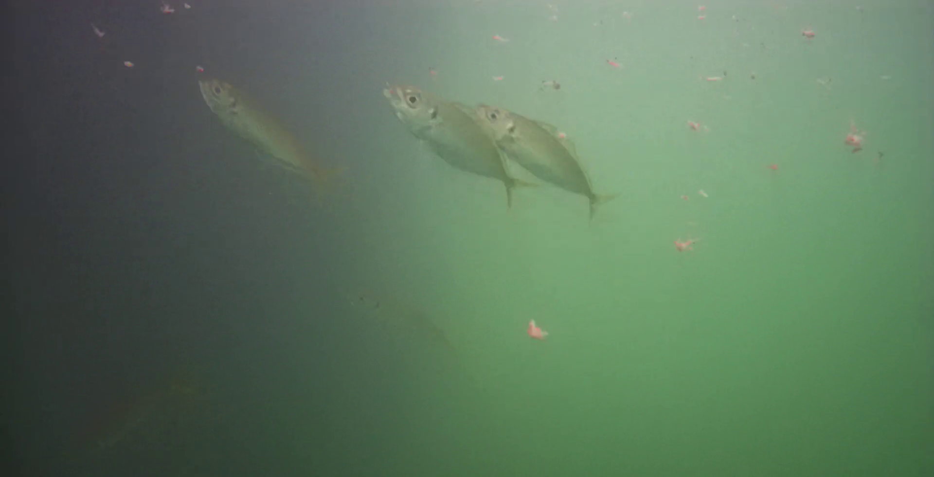 神明漁港 釣り 水中映像