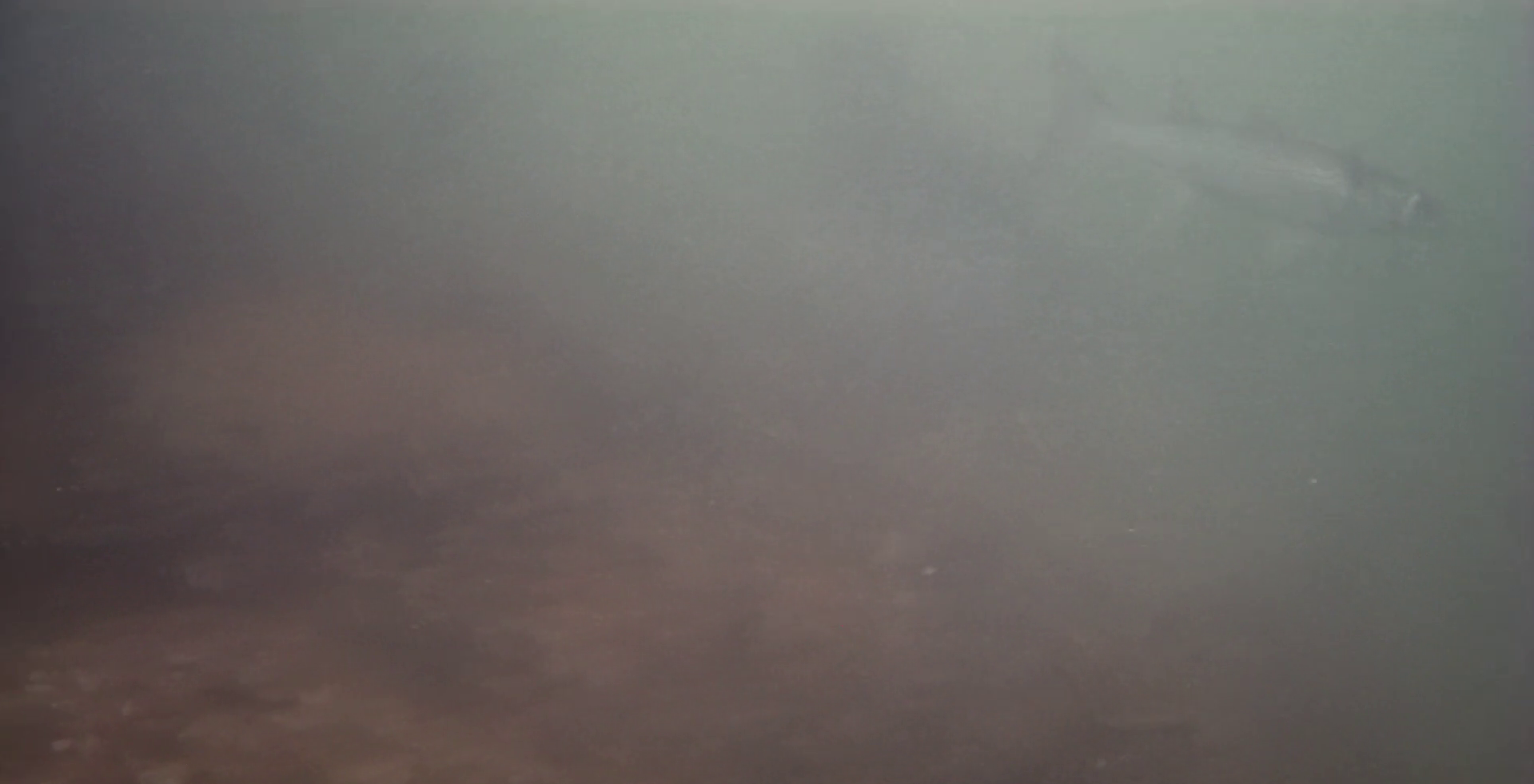 神明漁港 釣り 水中映像