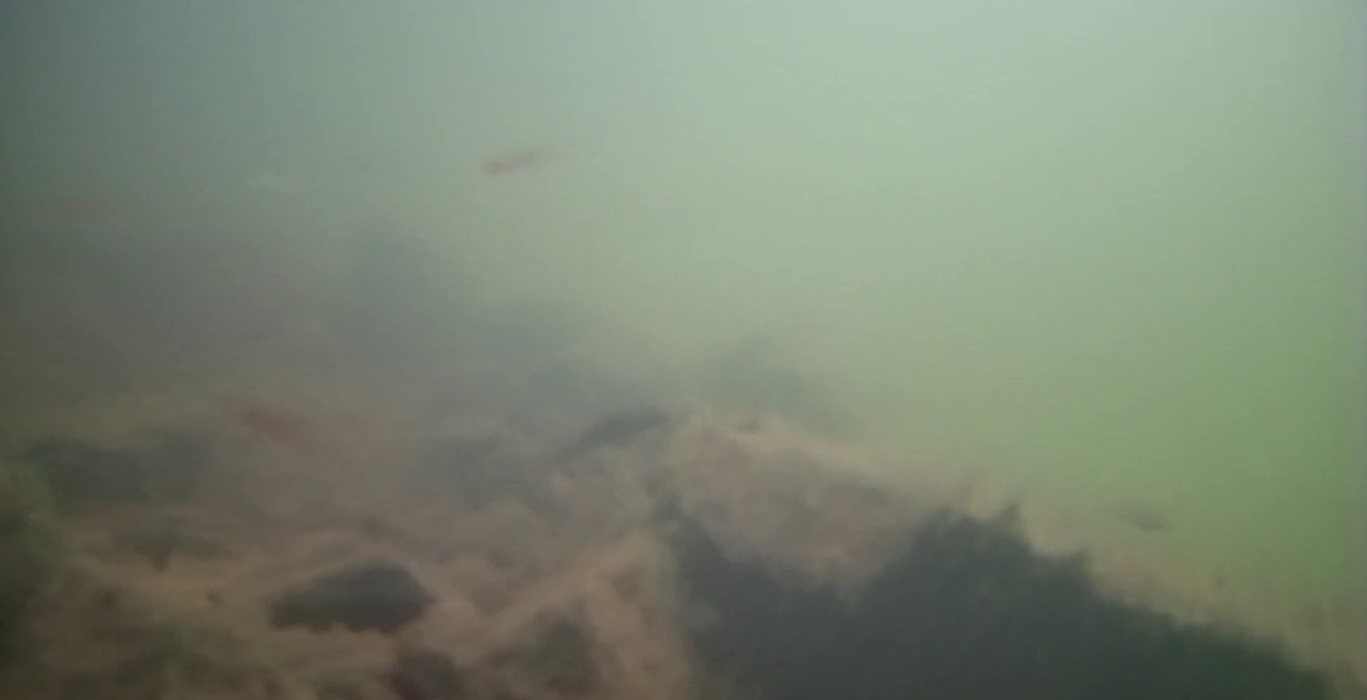 津久井湖 バス釣り 寺下　水中映像