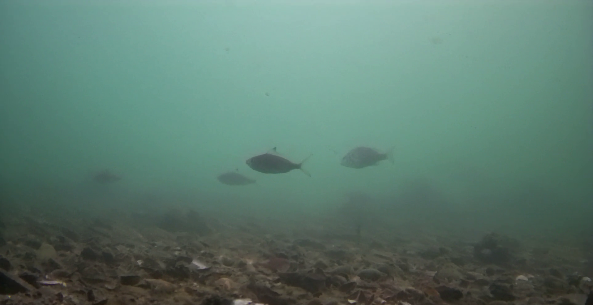 八景島 モノレール下の釣りエリア　水中映像