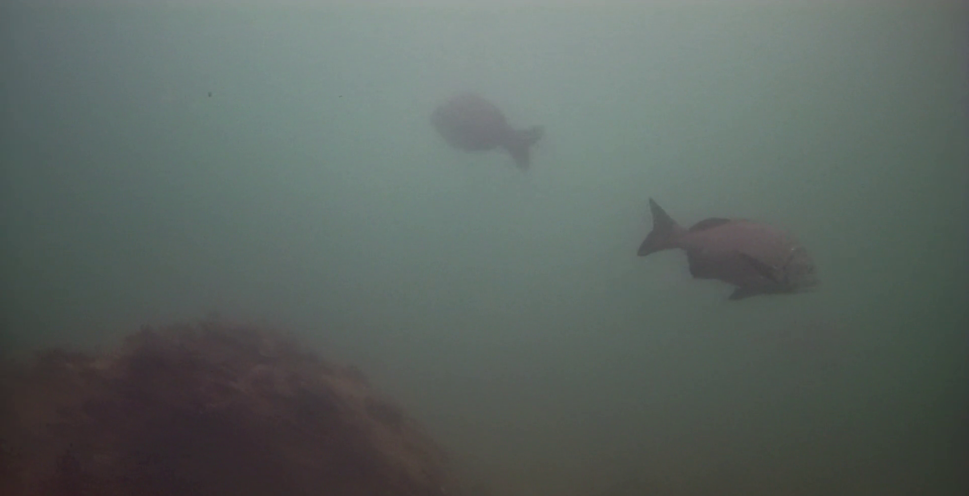 八景島 モノレール下の釣りエリア　水中映像