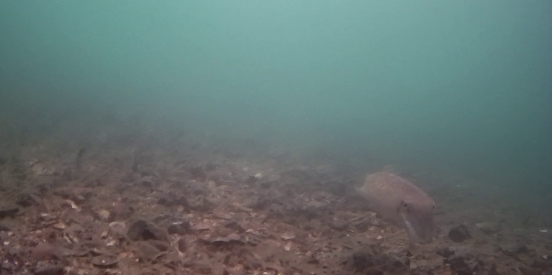 八景島 モノレール下の釣りエリア　水中映像　コウイカ