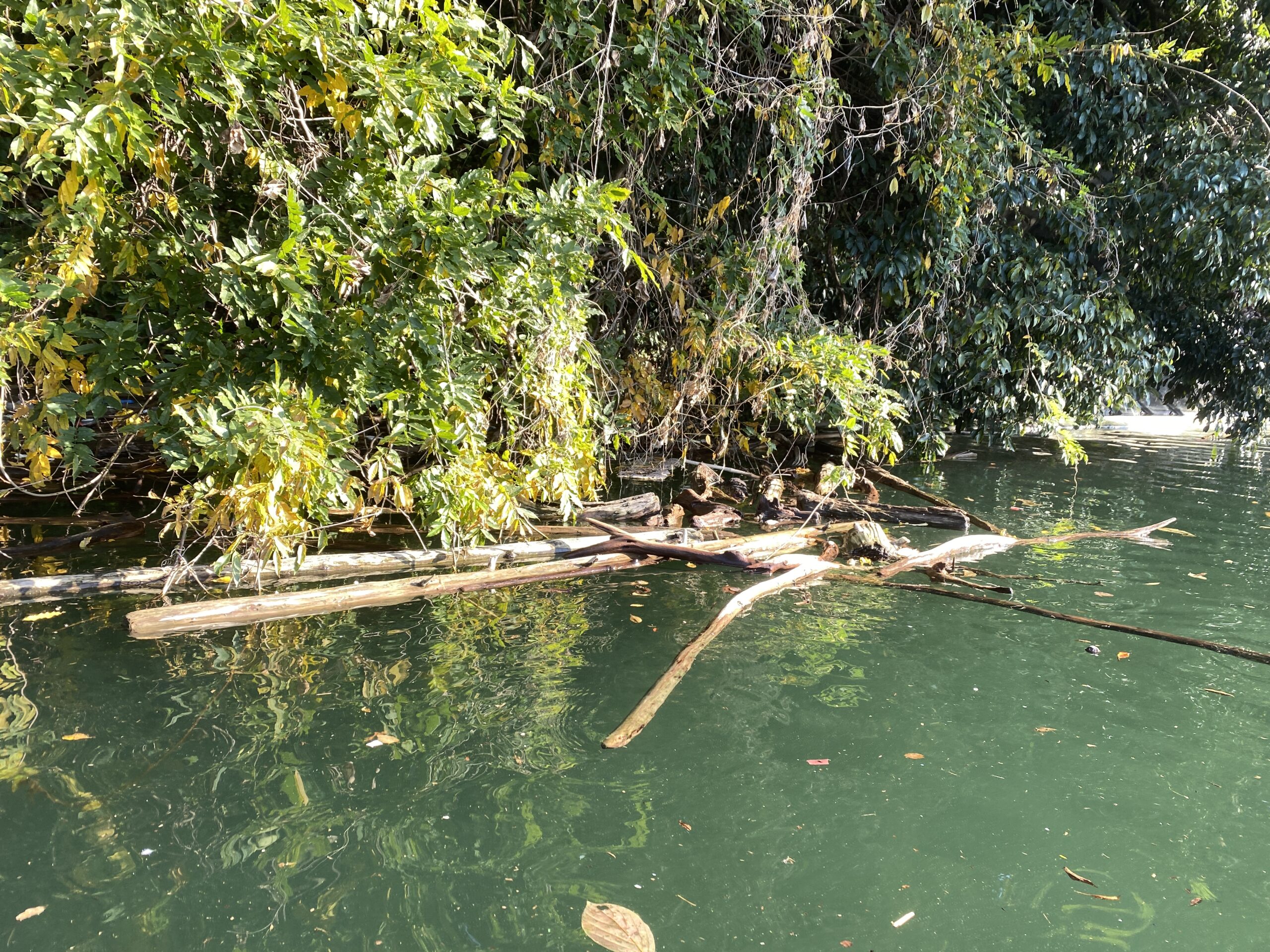 津久井湖　バス釣り　城山公園下