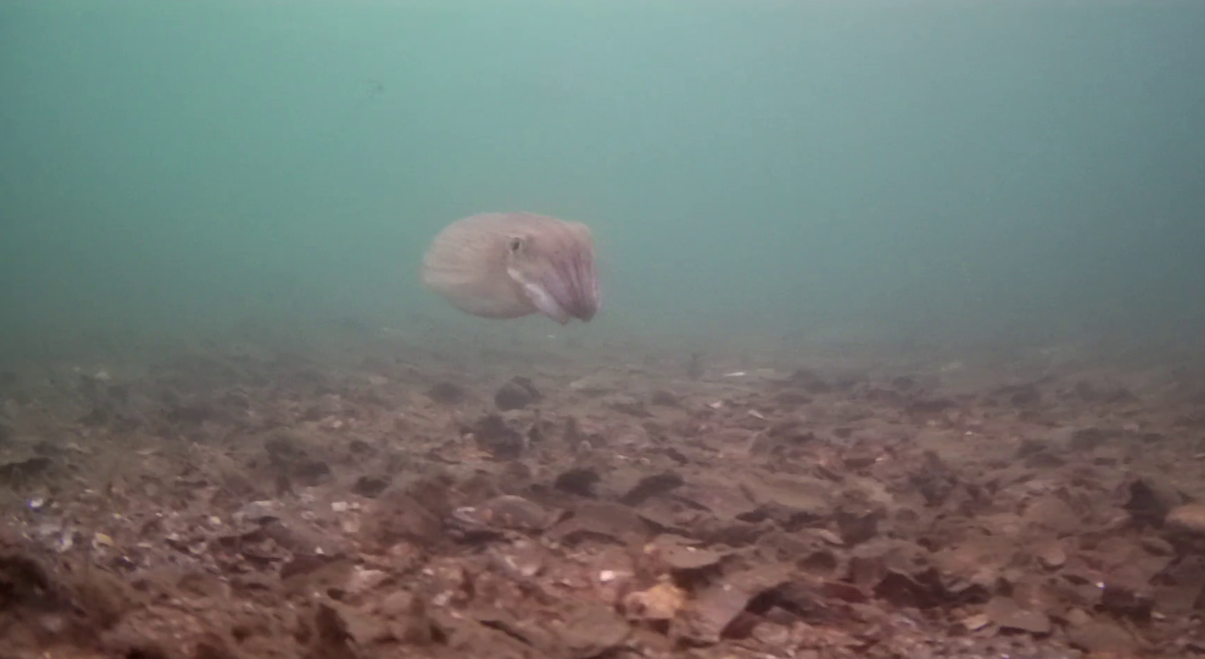 八景島 モノレール下の釣りエリア　水中映像　コウイカ