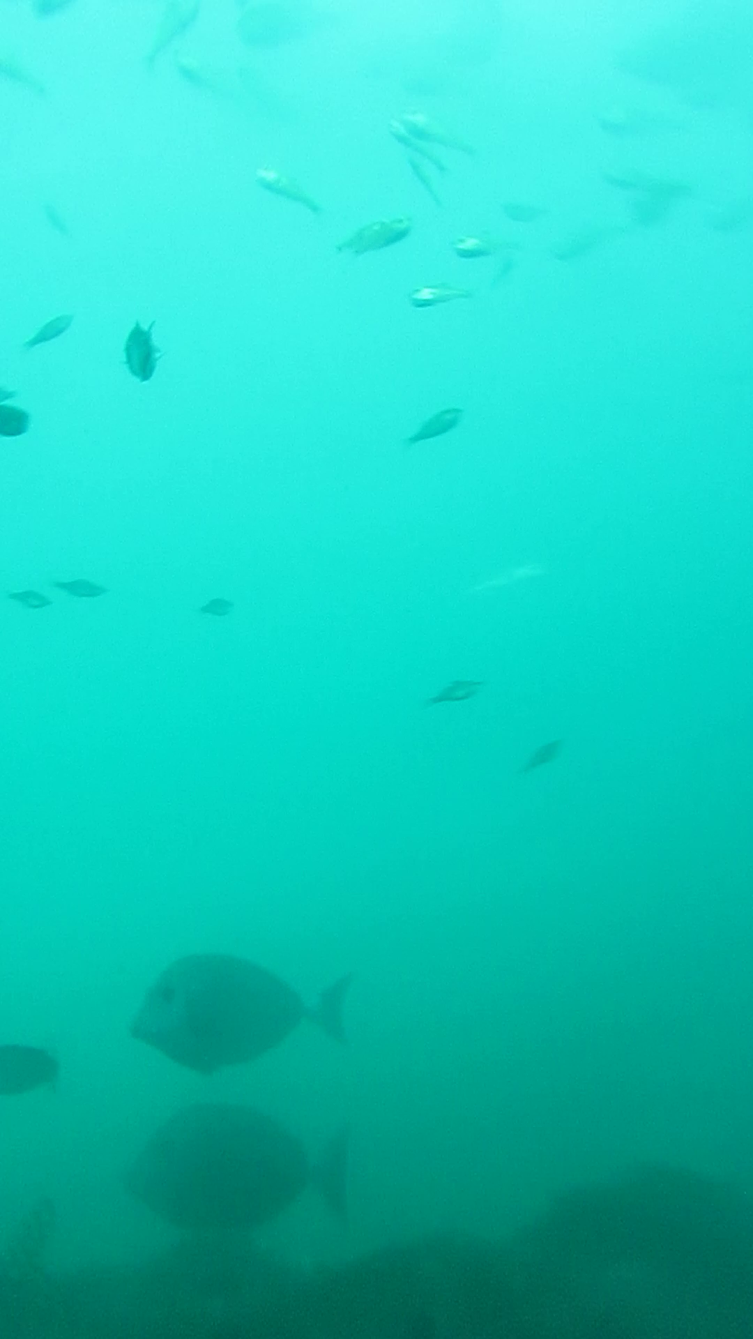 熱海港和田浜公園 釣り 水中映像