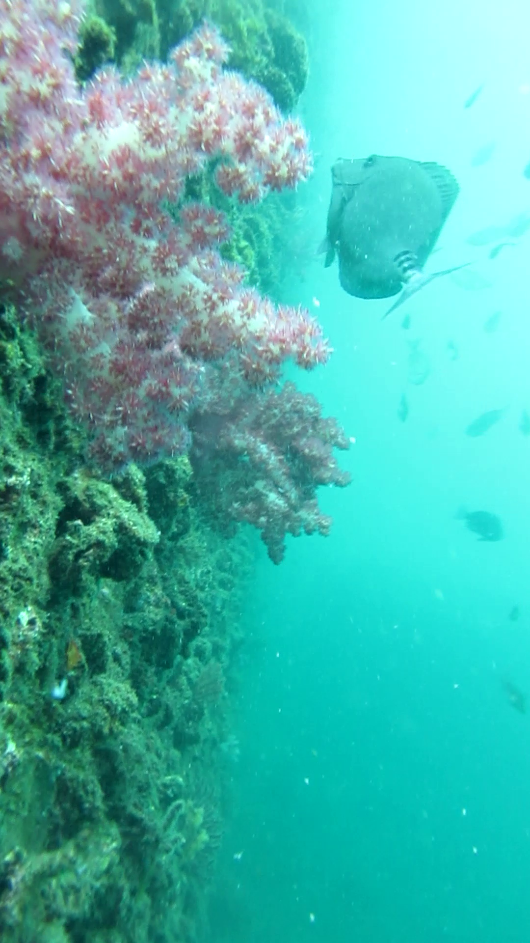 熱海港和田浜公園 釣り 水中映像