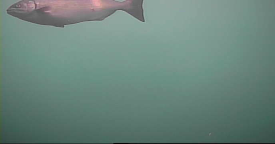 熱海港和田浜公園 釣り 水中映像