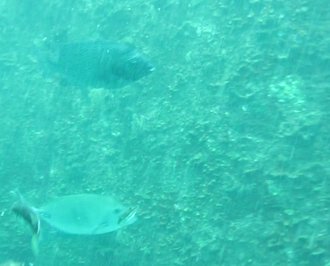 熱海港和田浜公園 釣り 水中映像