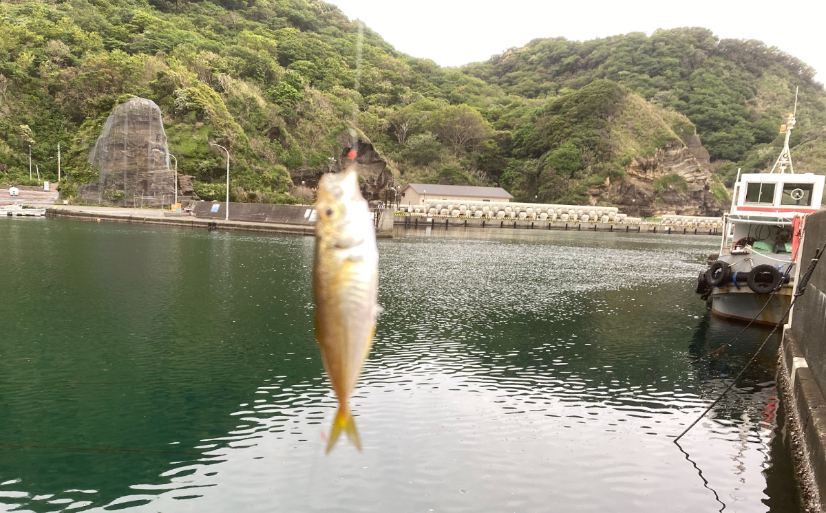 妻良港　釣り　釣果