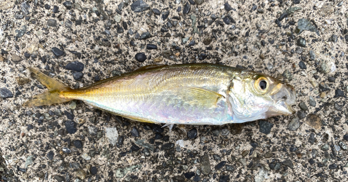 妻良港　釣り　釣果