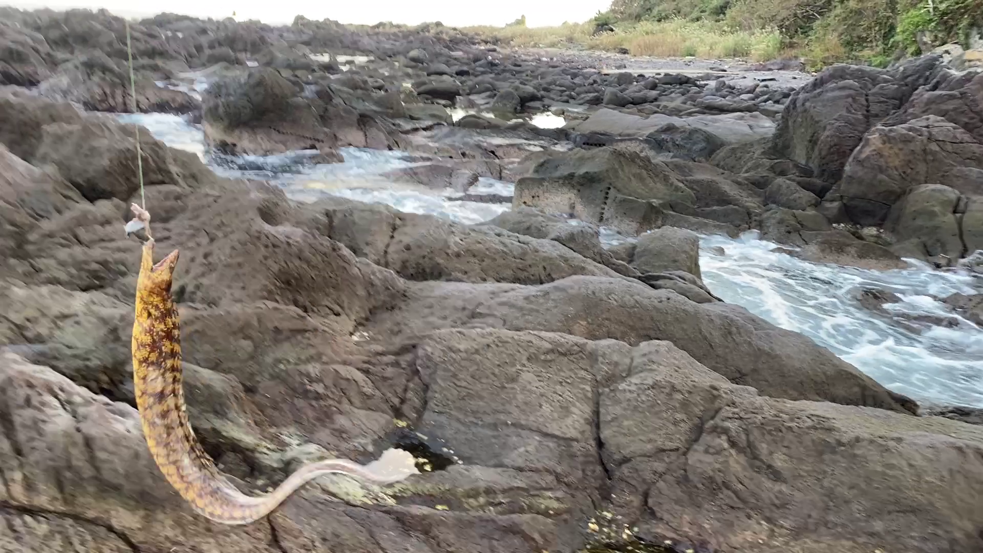 真鶴半島　片磯・対石　釣果　ウツボ