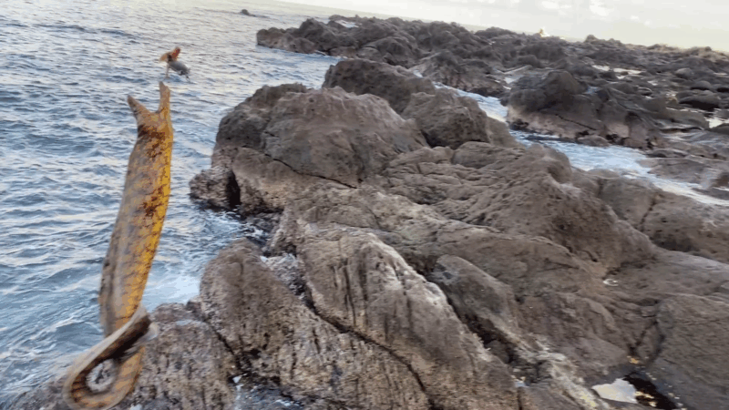 真鶴半島 片磯・対石 釣果 ウツボ