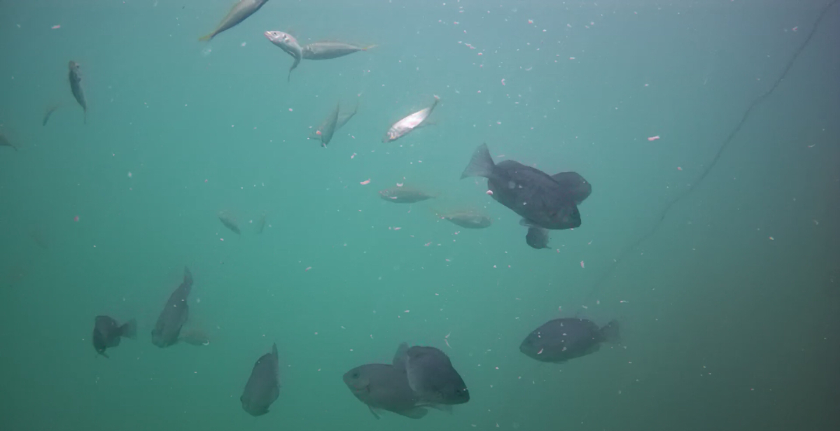 妻良港　釣り　水中映像