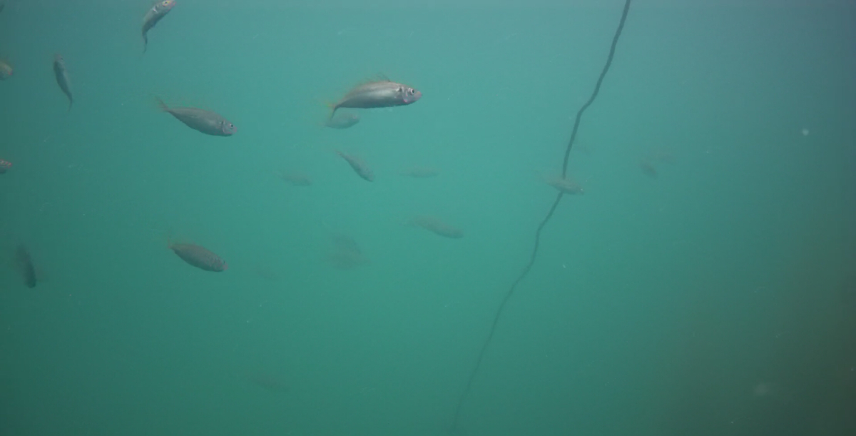 妻良港　釣り　水中映像
