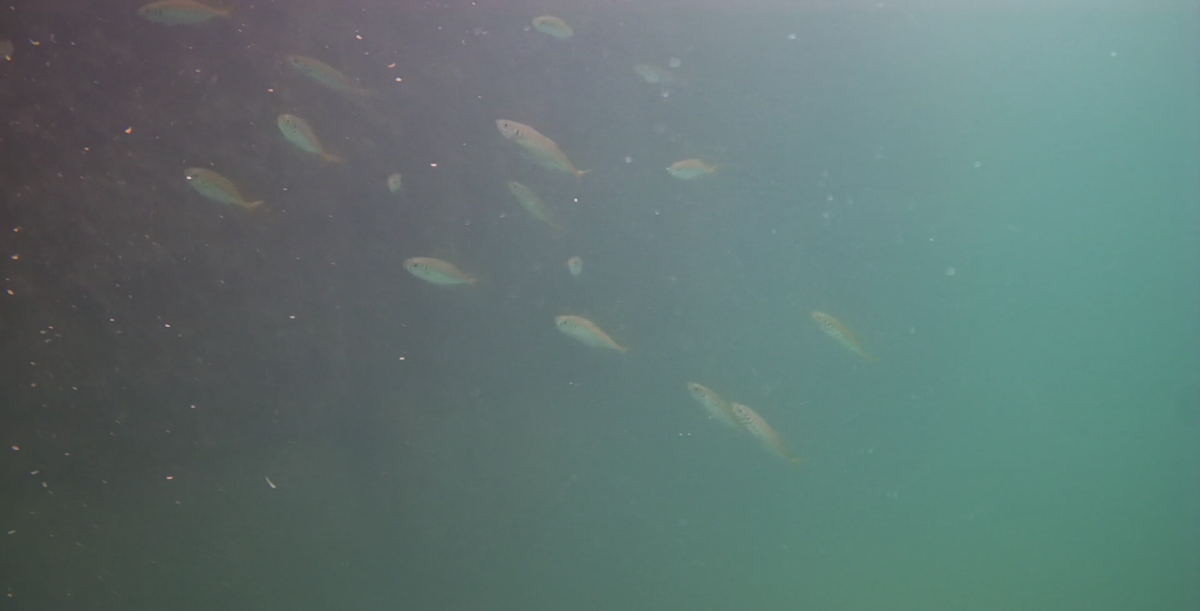 妻良港　釣り　水中映像