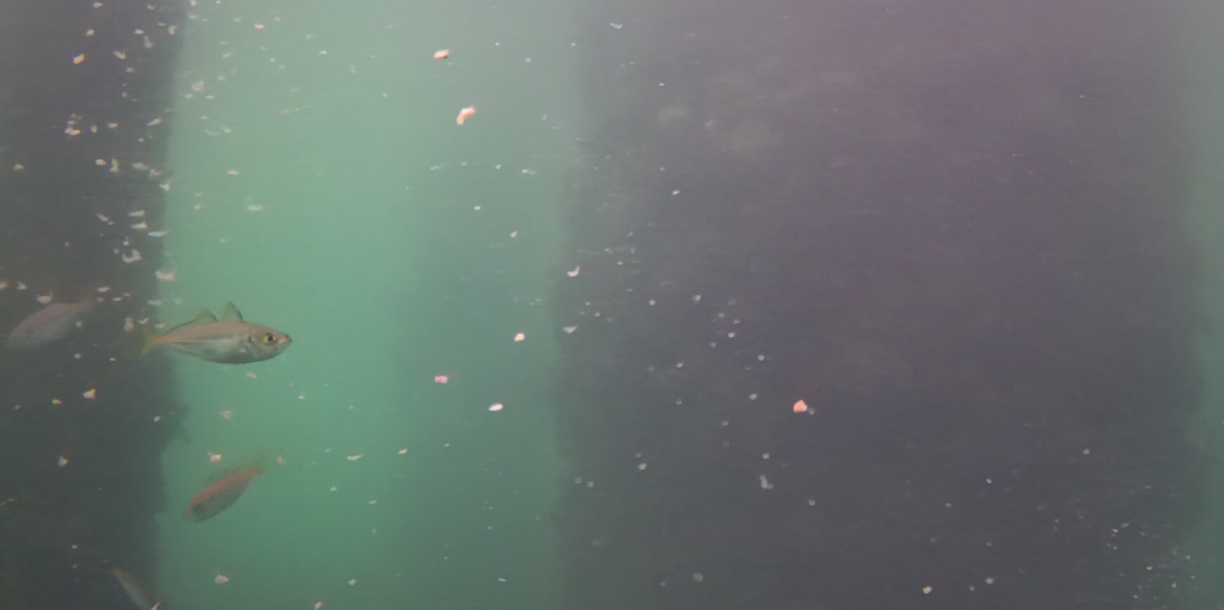 下田港　弁天島公園　釣り　水中映像