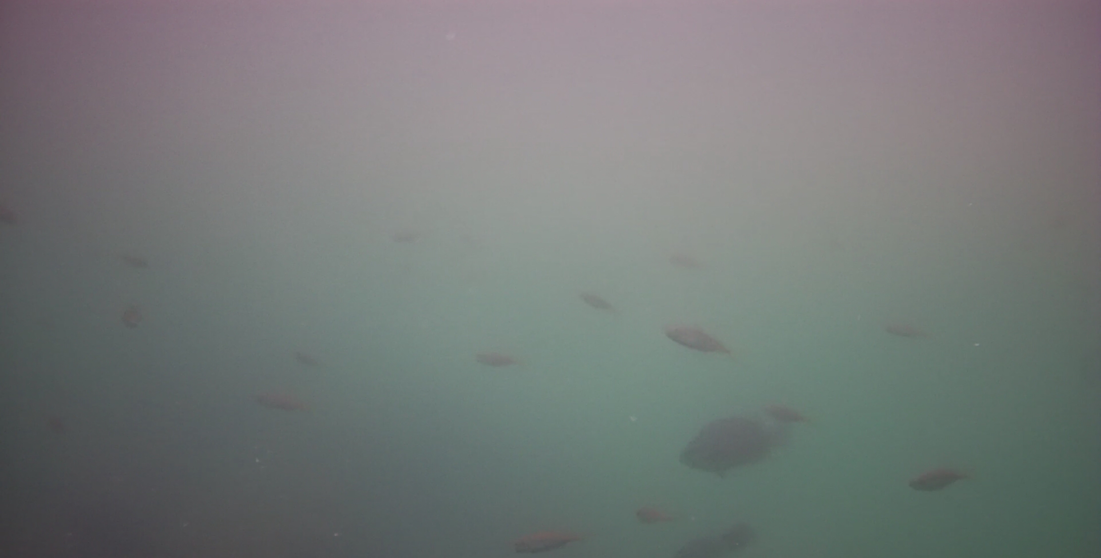 下田港　弁天島公園　釣り　水中映像