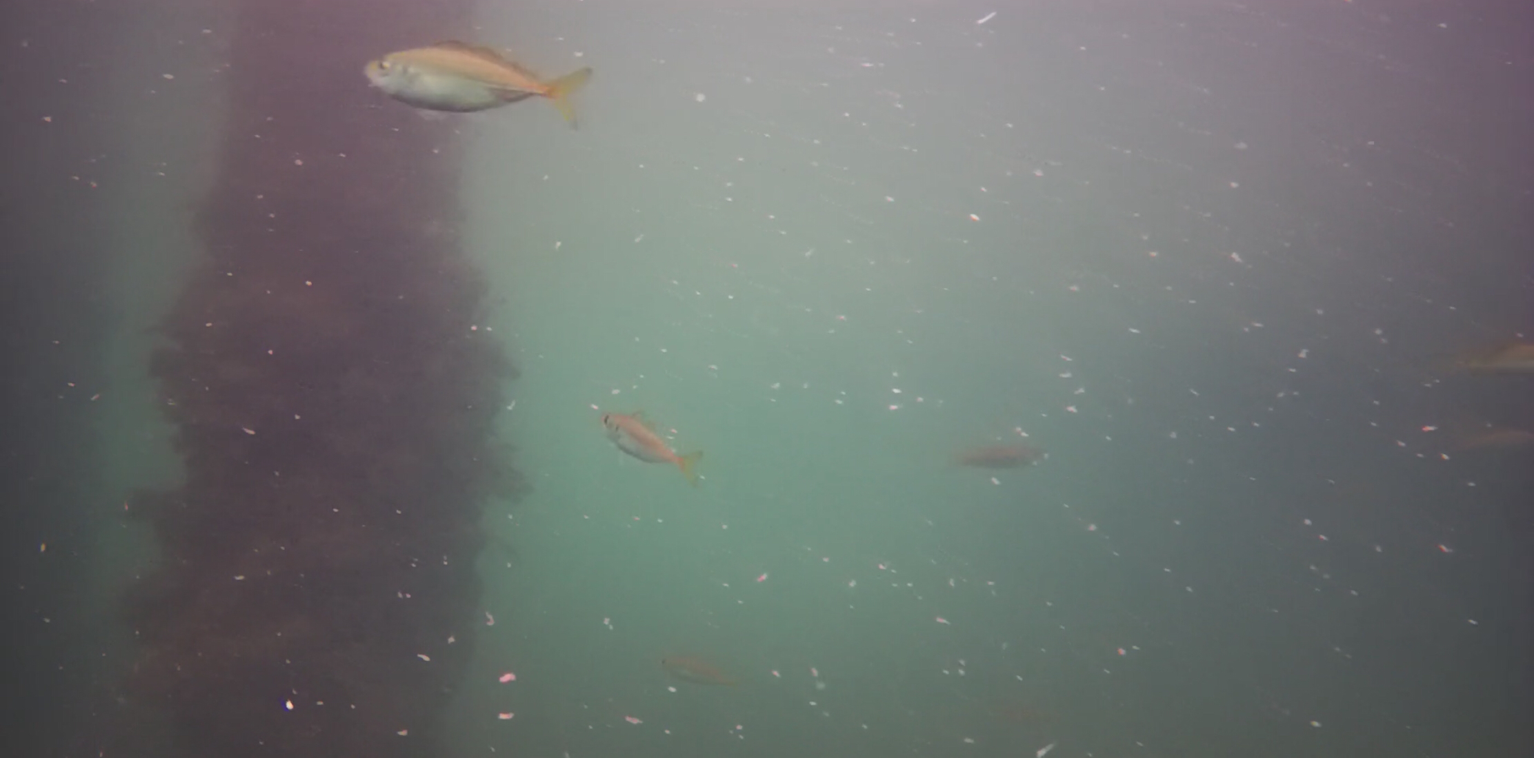 下田港　弁天島公園　釣り　水中映像