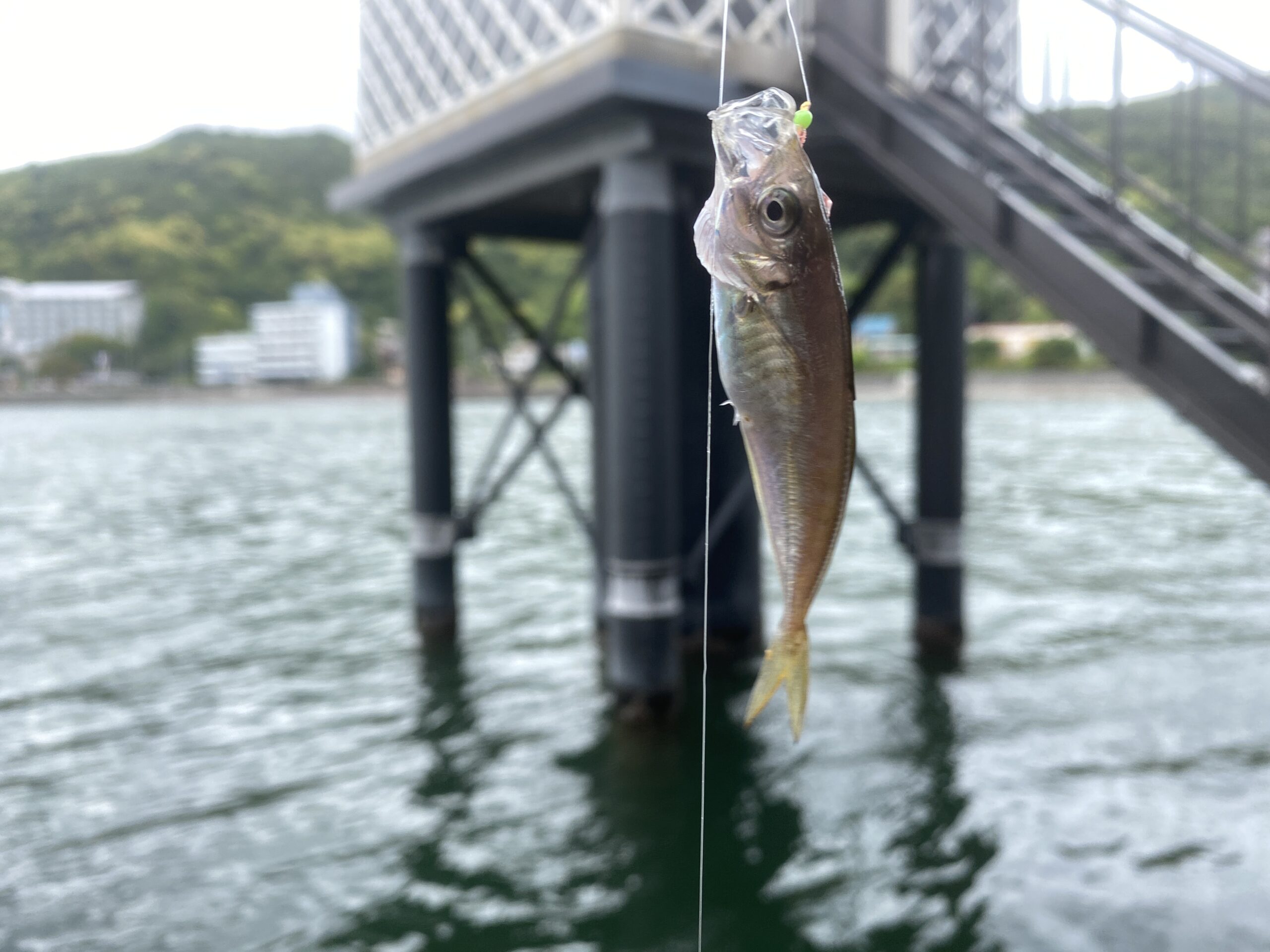 下田港　弁天島公園　釣り　釣果　アジ