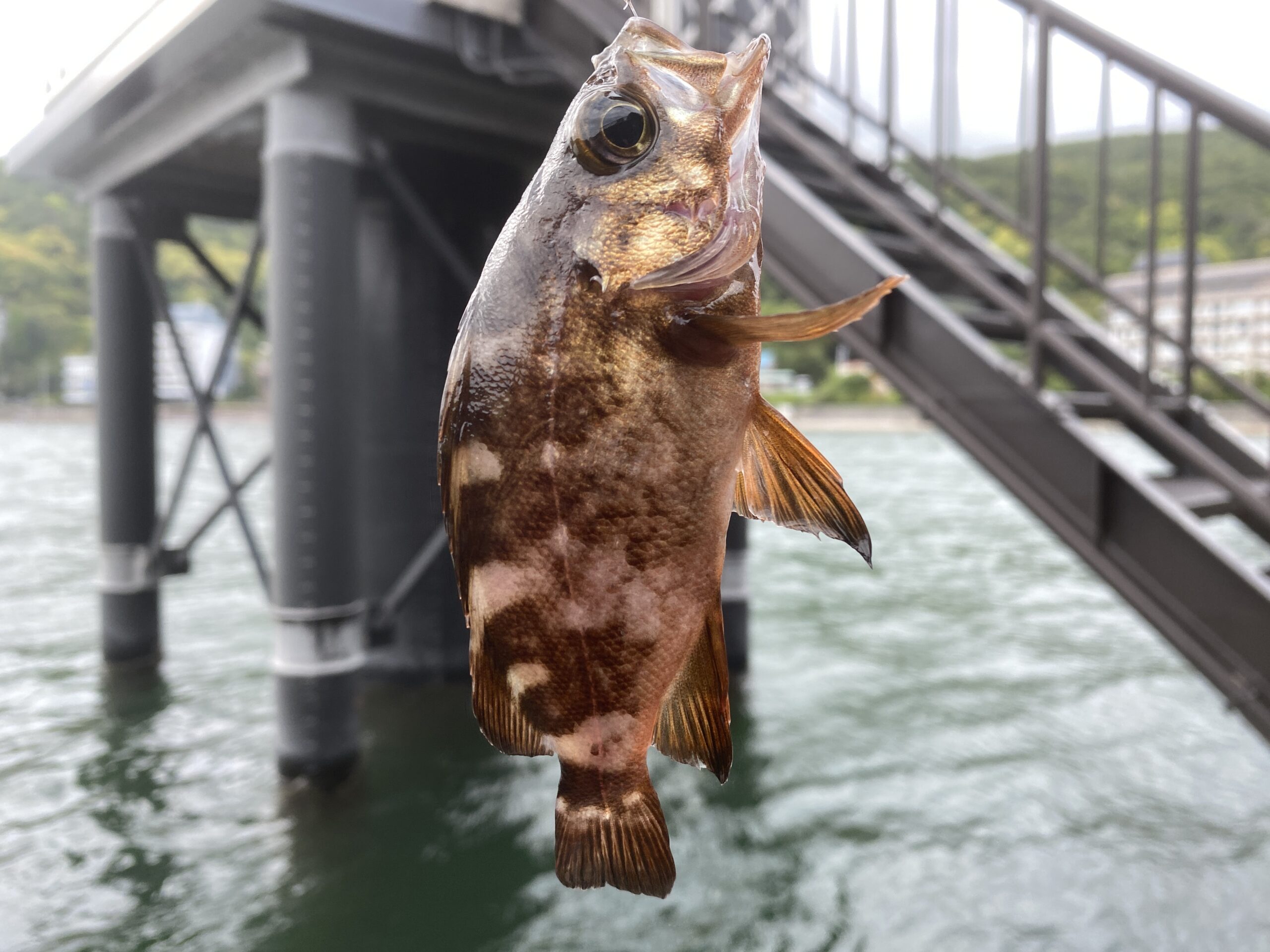 下田港　弁天島公園　釣り　釣果　メバル
