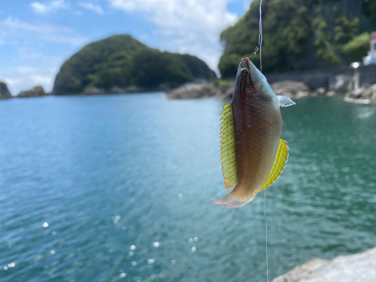 下田 雁島 釣り
