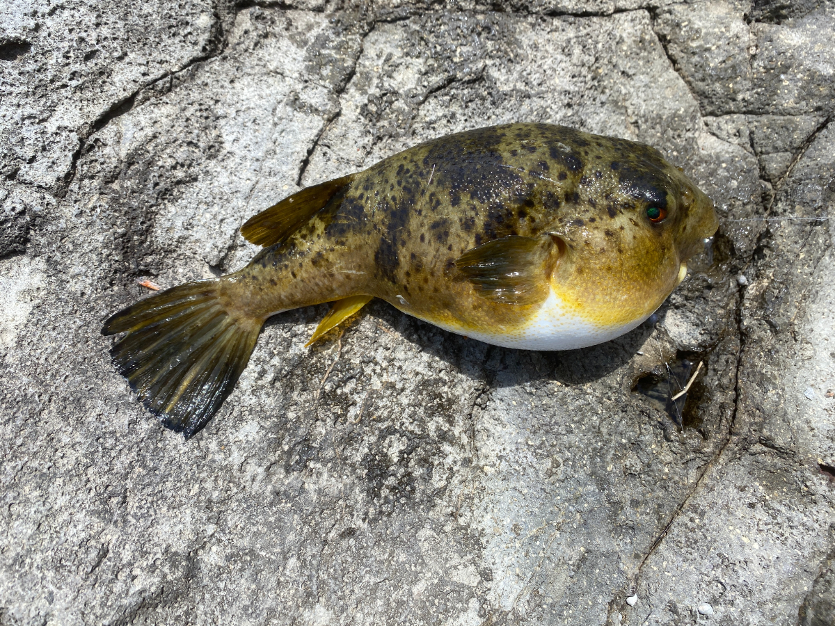 下田 雁島 釣り