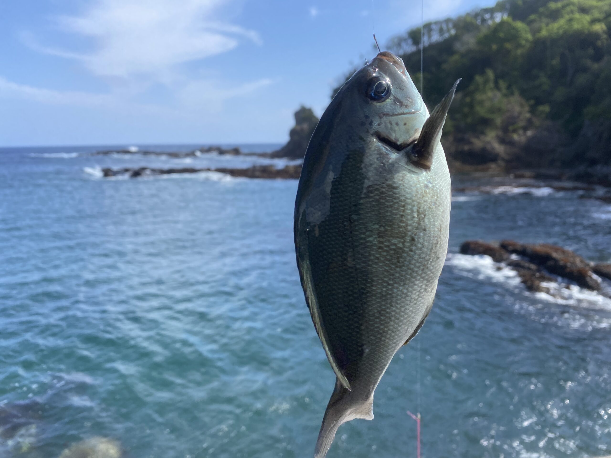 小稲港　釣り　釣果