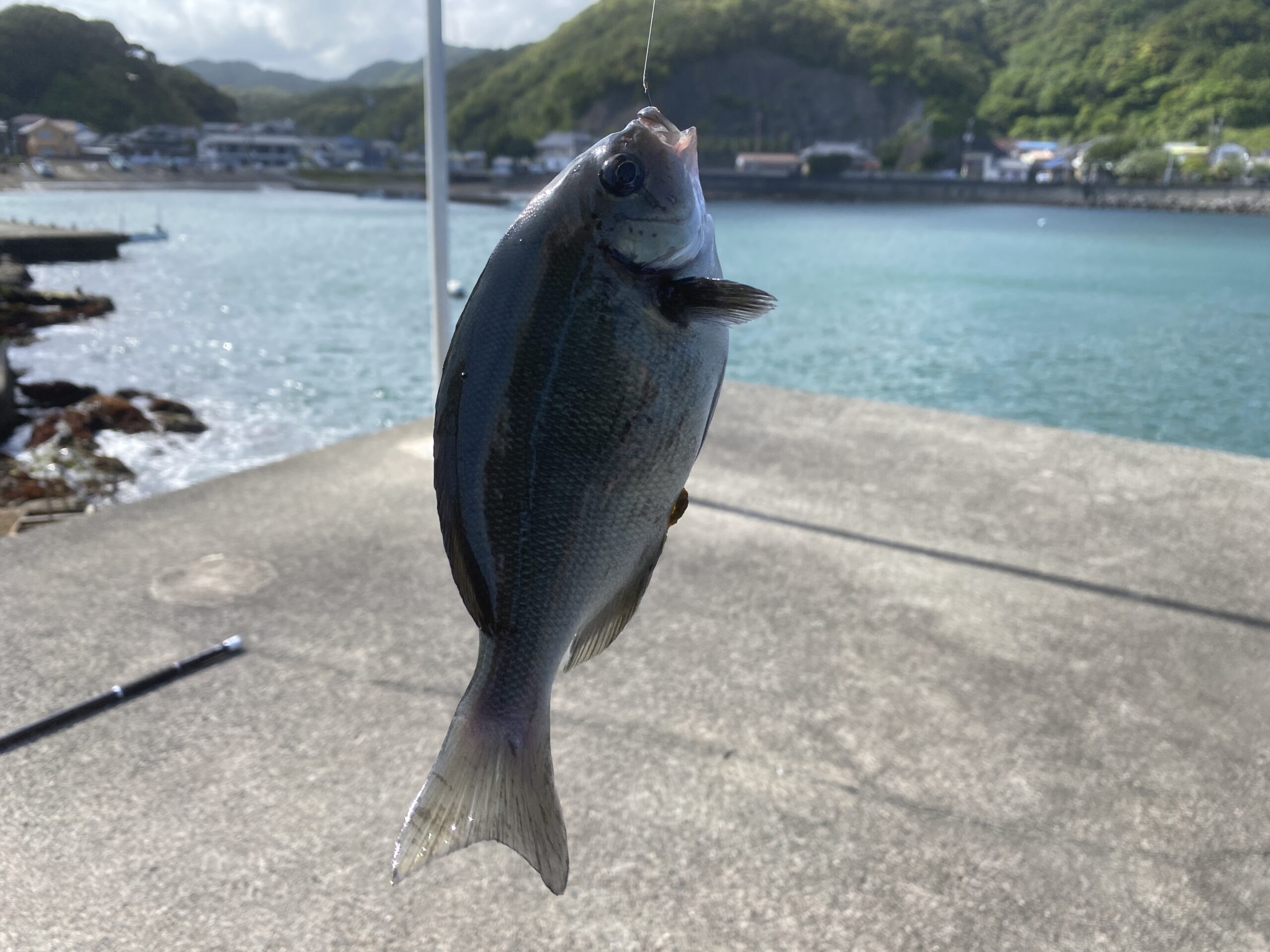 小稲港　釣り　釣果
