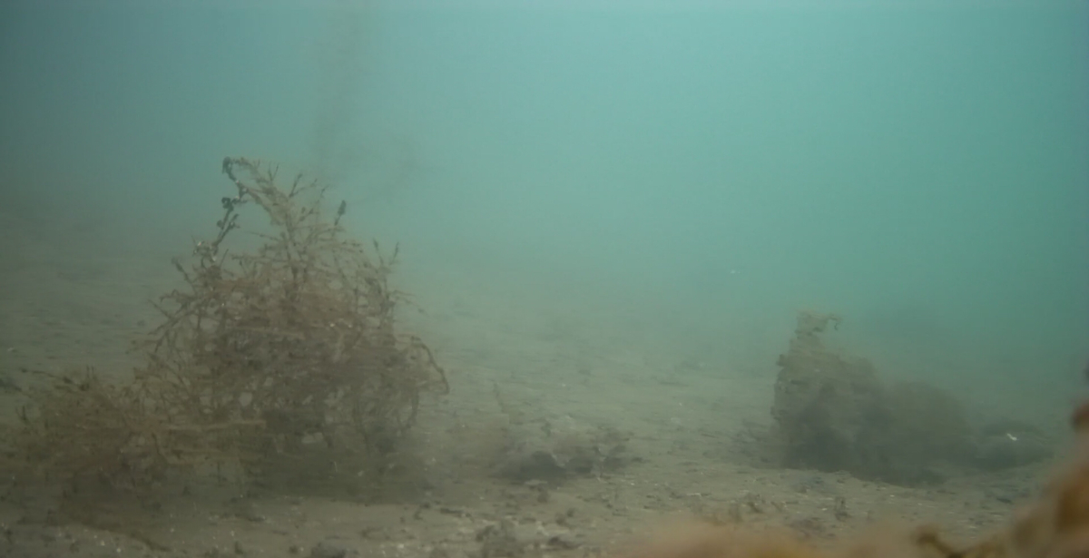 妻良港　釣り　水中映像