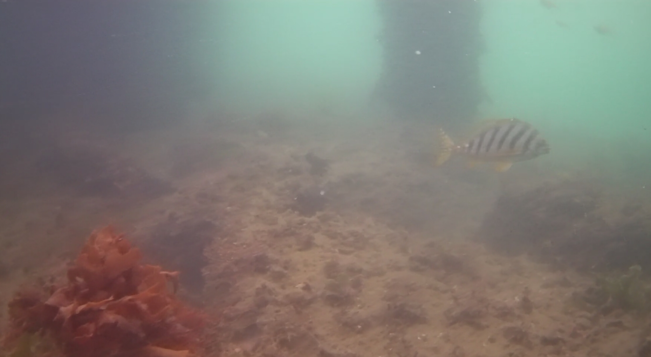 下田港　弁天島公園　釣り　水中映像