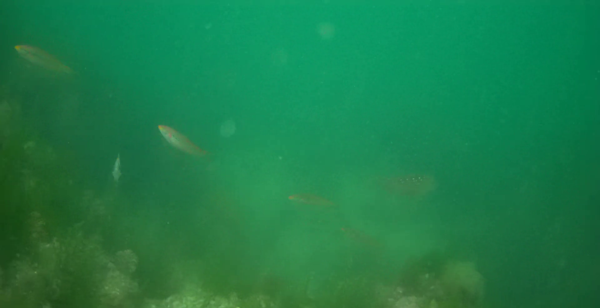 下田 雁島 釣り 水中映像