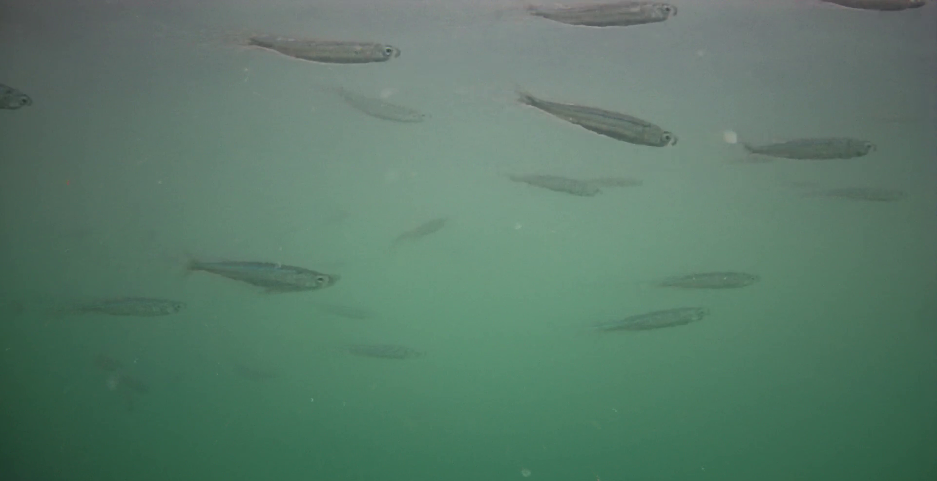 下田 雁島 釣り 水中映像