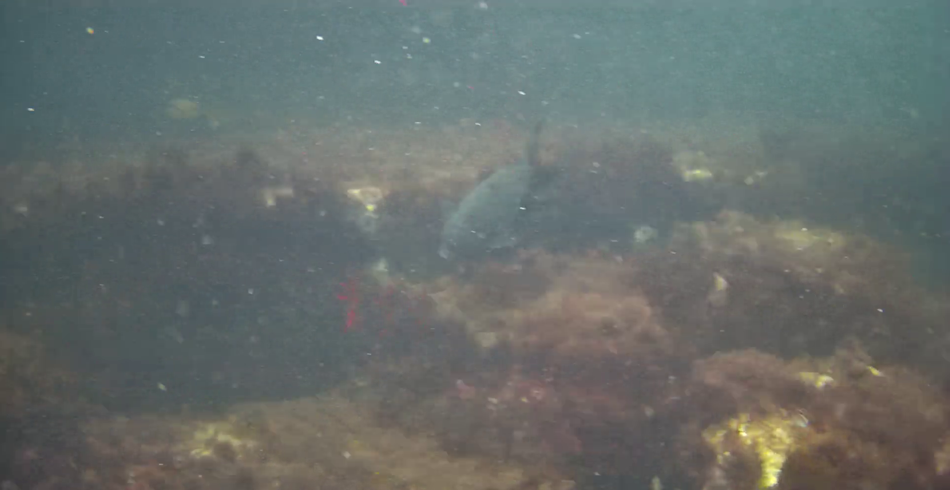 小稲港　釣り　水中映像