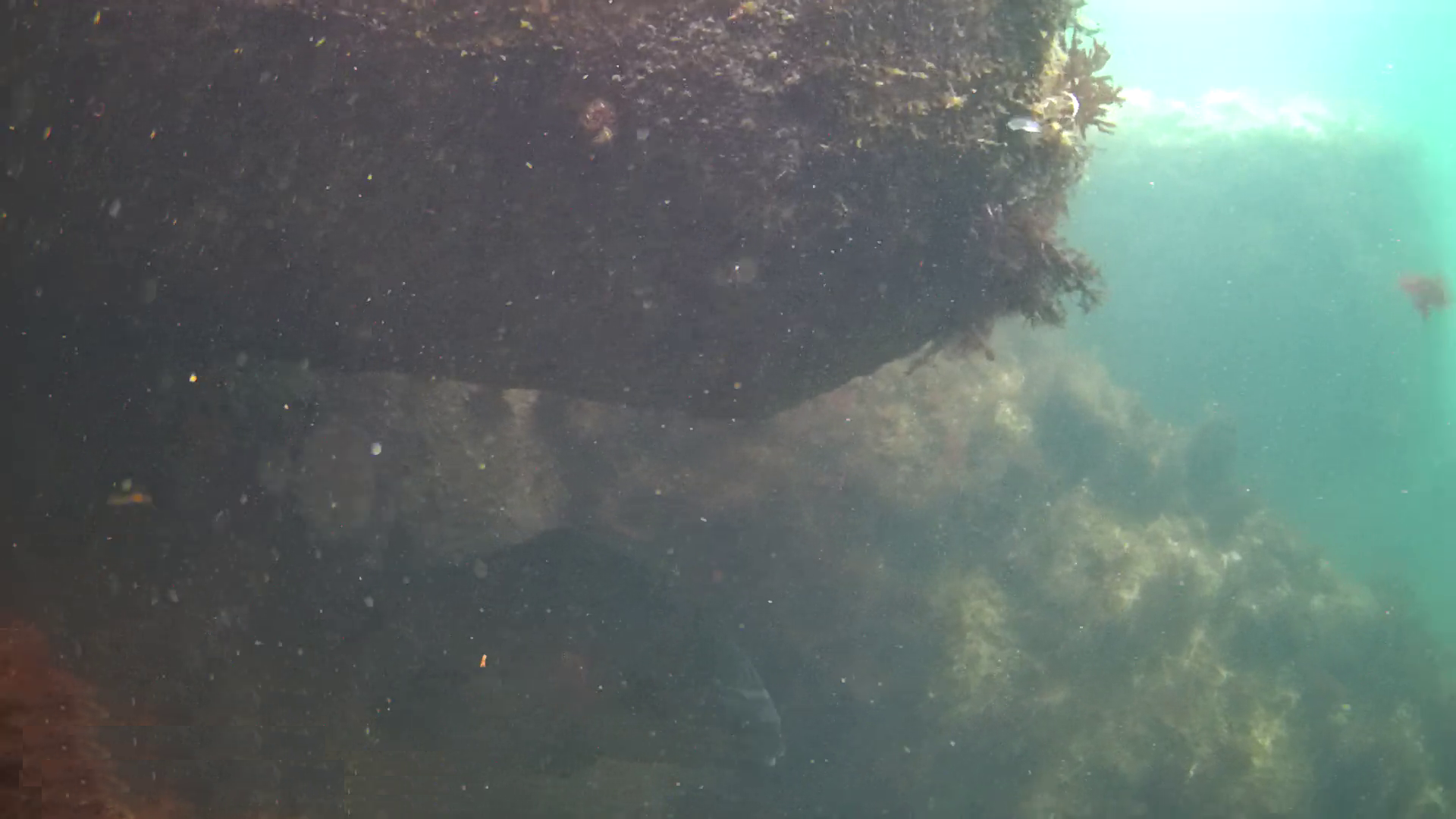 小稲港　釣り　水中映像