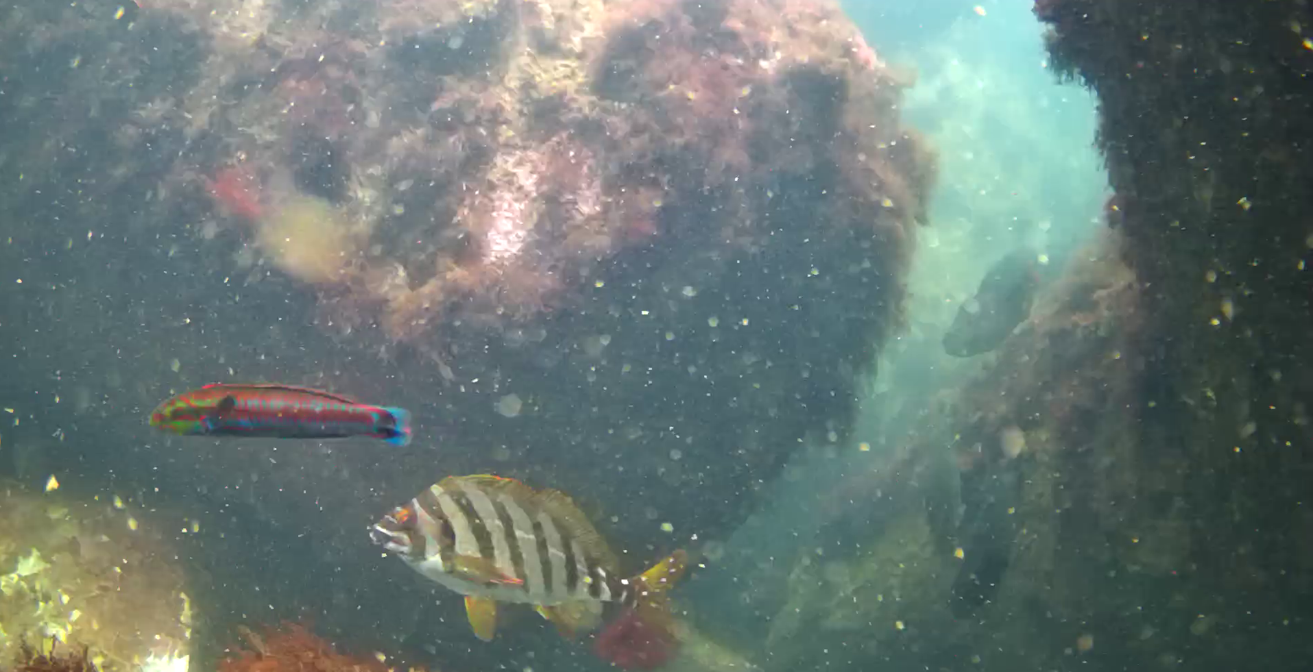 小稲港　釣り　水中映像