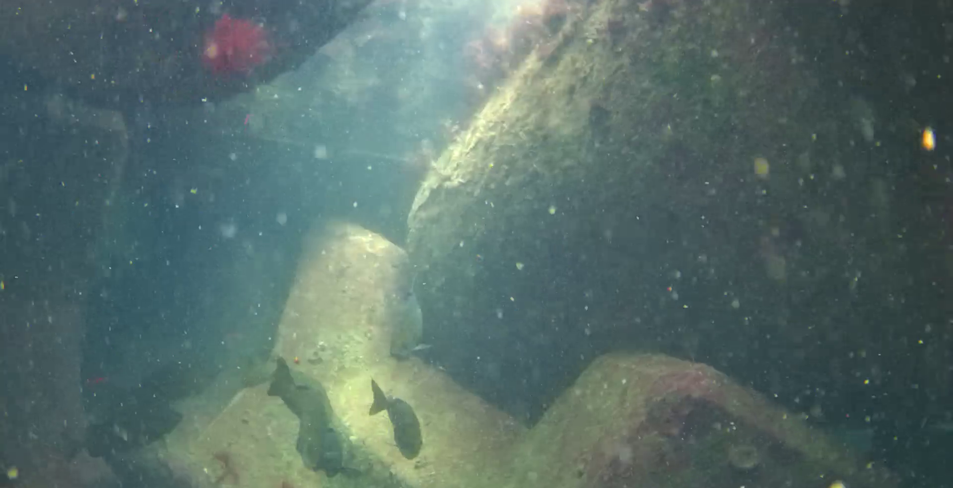 小稲港　釣り　水中映像